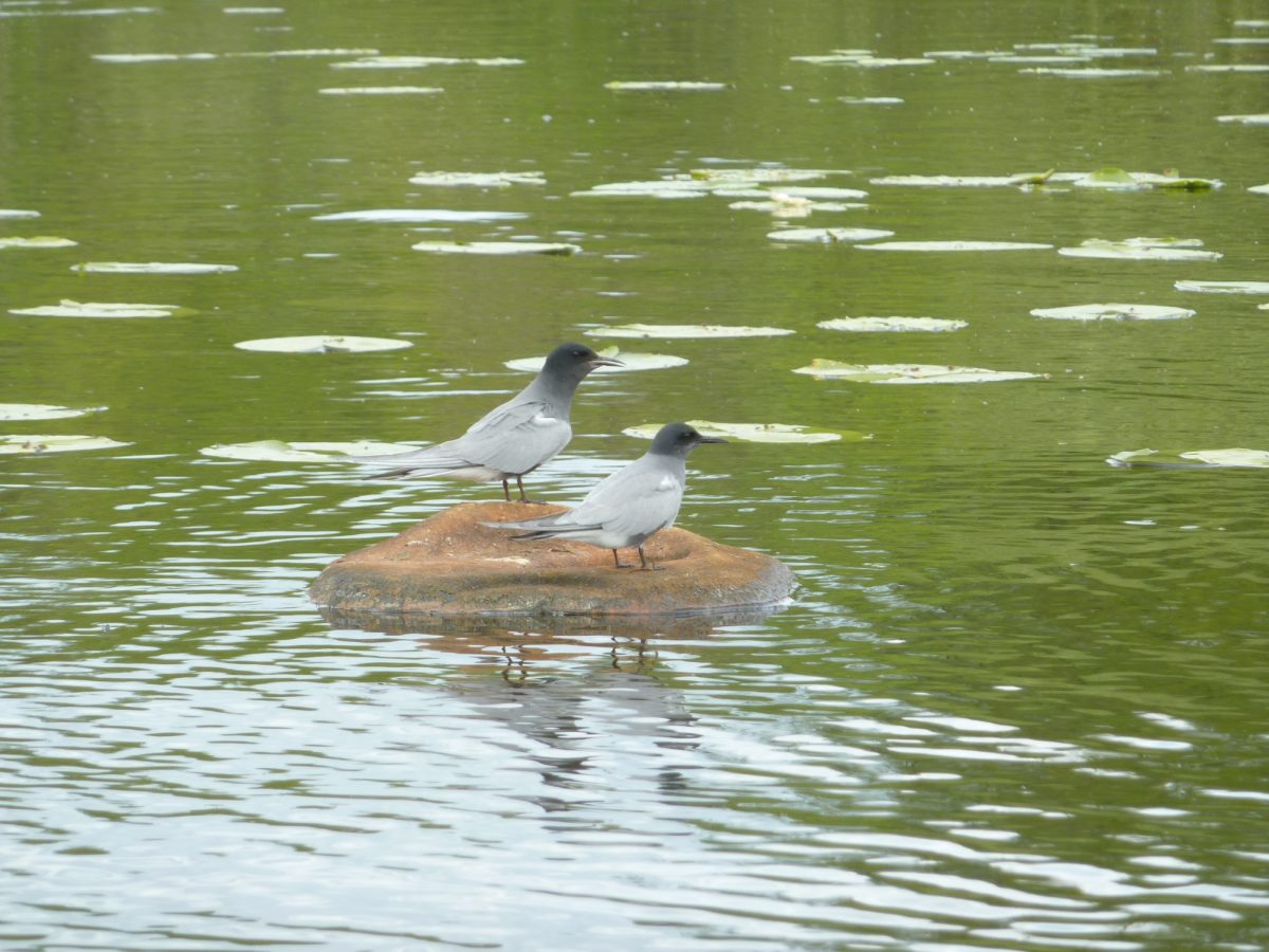 AHP Trauerseeschwalbe